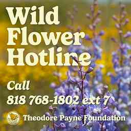 Theodore Payne Foundation Wild Flower Hotline logo