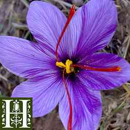 Border-Crossing Botanicals: The Curious History of Saffron in Japan cover logo