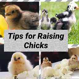 Tips for raising chicks cover logo